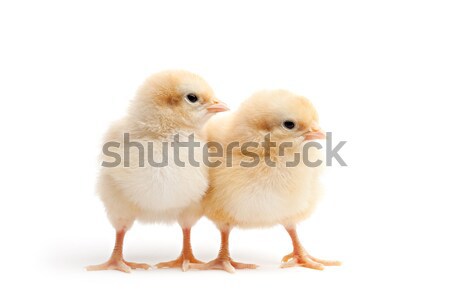 Deux jeunes poussins isolé blanche amis [[stock_photo]] © alptraum