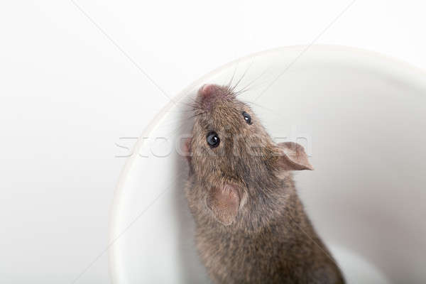 Foto stock: Mouse · copo · natureza · animal · estúdio