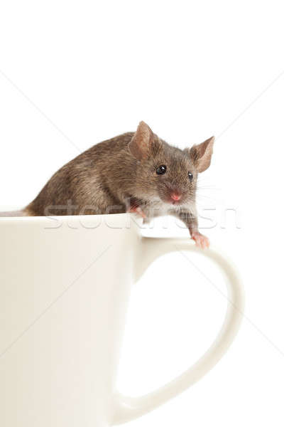 Mouse tazza di caffè isolato climbing bianco natura Foto d'archivio © alptraum