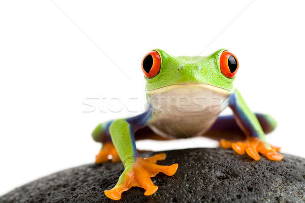 Stock photo: frog on the rocks
