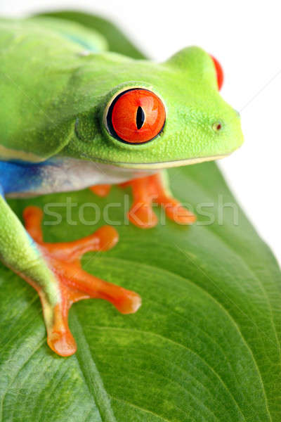frog on a leaf isolated Stock photo © alptraum