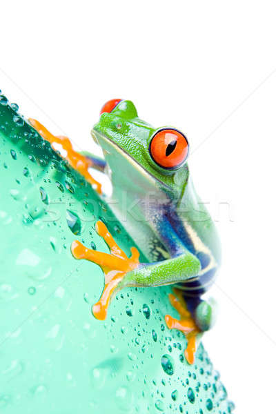 frog on bottle isolated white Stock photo © alptraum