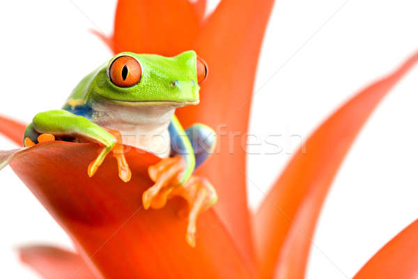 frog on his throne Stock photo © alptraum