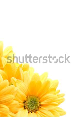 желтый Daisy углу макроса изолированный белый Сток-фото © alptraum