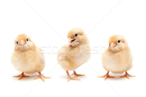 Three cute baby chickens chicks Stock photo © alptraum