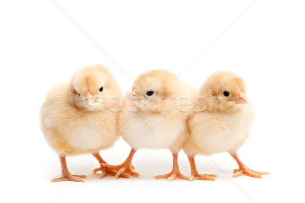 three cute chicks isolated on white Stock photo © alptraum
