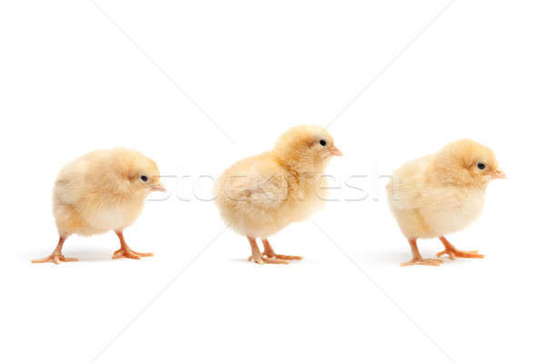 cute baby chickens chicks isolated on white Stock photo © alptraum
