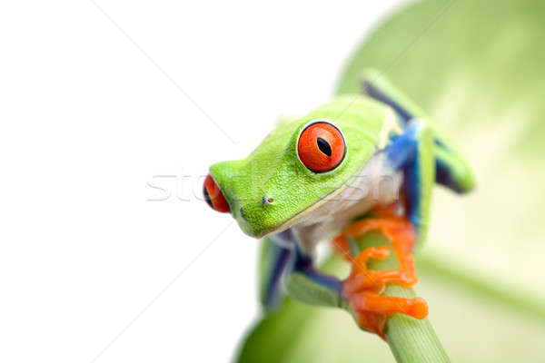 frog on leaf Stock photo © alptraum