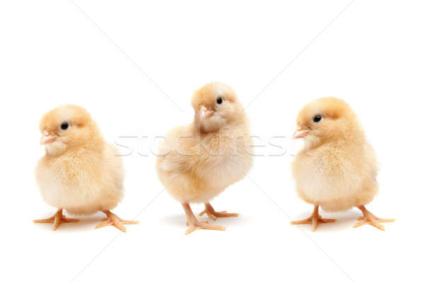 Baby chicks isolated on white Stock photo © alptraum