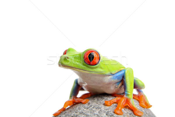 frog isolated on white Stock photo © alptraum