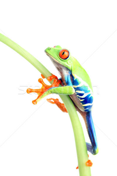 frog climbing plant isolated on white Stock photo © alptraum