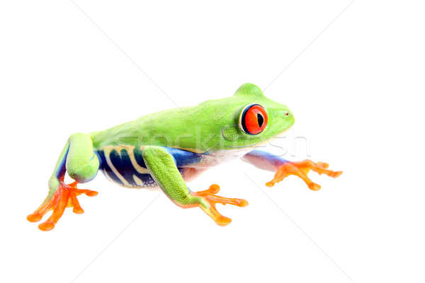 frog isolated on white Stock photo © alptraum