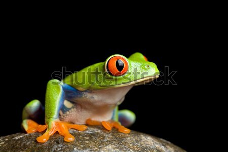 frog on a rock Stock photo © alptraum