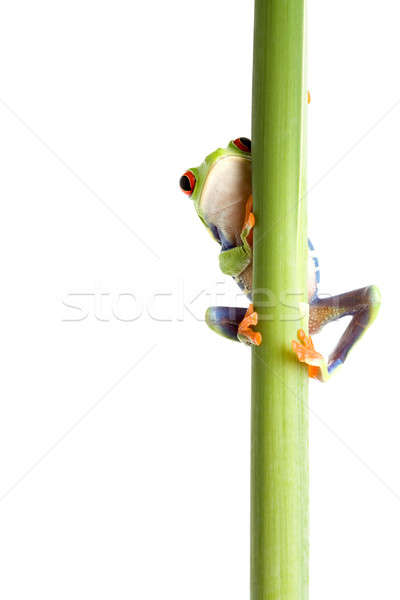 Stock photo: frog behind plant isolated white