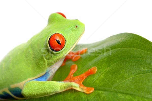 frog on a leaf isolated white Stock photo © alptraum