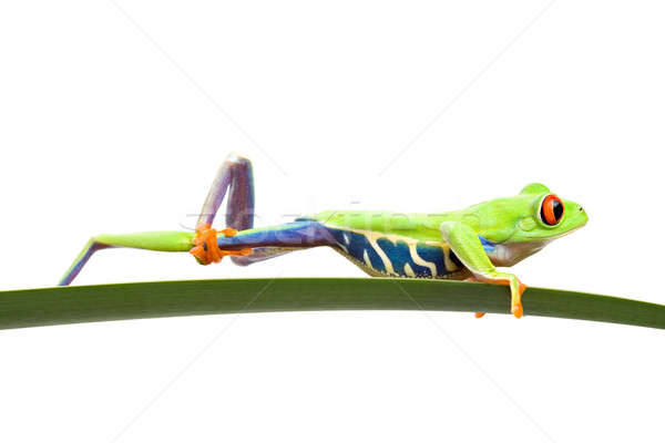 frog cleaning itself isolated Stock photo © alptraum