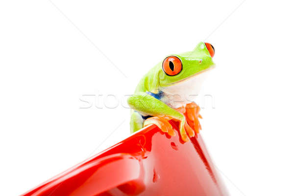 frog on a pot Stock photo © alptraum