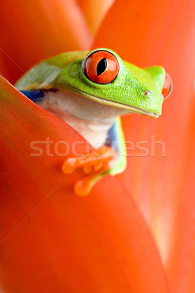 青蛙 植物 出 集中 商業照片 © alptraum