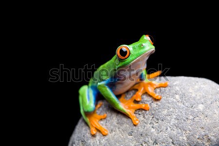frog on moss isolated black Stock photo © alptraum