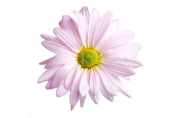 Stock photo: daisy isolated