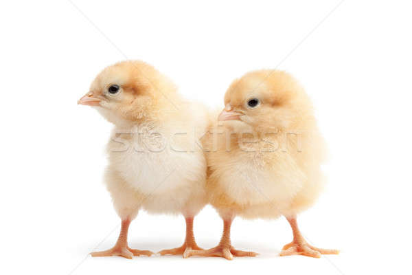 two baby chicks isolated on white Stock photo © alptraum