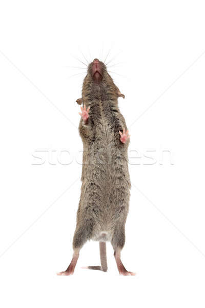 mouse from below isolated Stock photo © alptraum