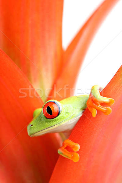 red-eyed tree frog Stock photo © alptraum