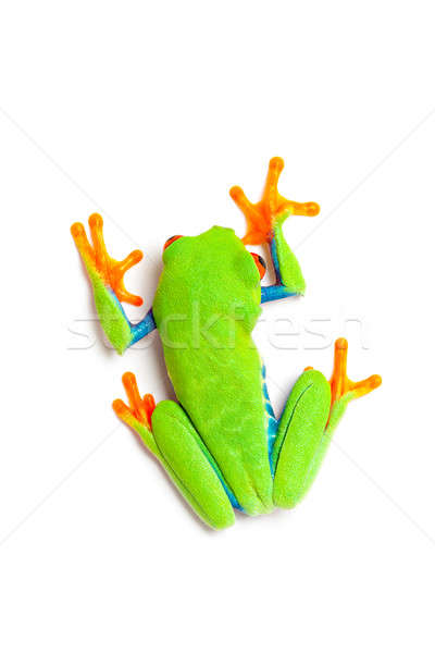 green frog top view isolated on white Stock photo © alptraum