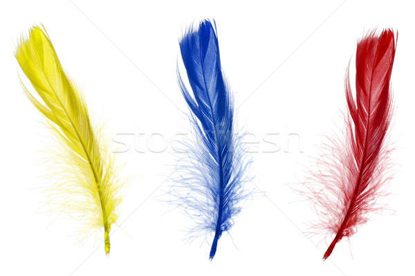 Red blue and yellow feathers Stock photo © Alsos