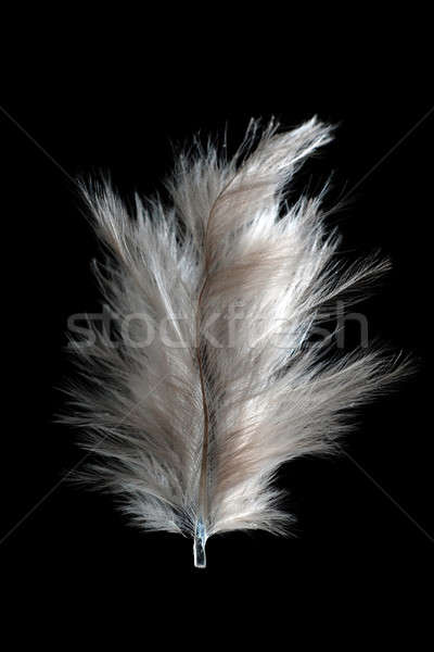 White feather Stock photo © Alsos