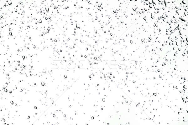 Pioggia gocce rugiada primo piano gocce d'acqua bianco Foto d'archivio © Alsos