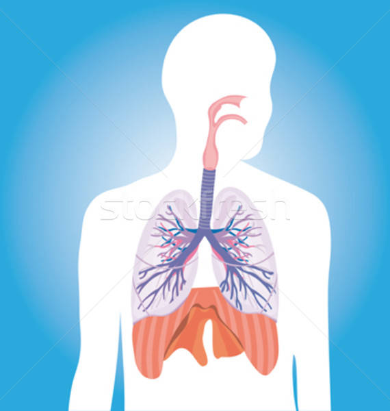 Respiratoria vettore umani corpo illustrazione medici Foto d'archivio © alvaroc