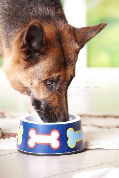 [[stock_photo]]: Chien · manger · bol · pasteur · potable · maison