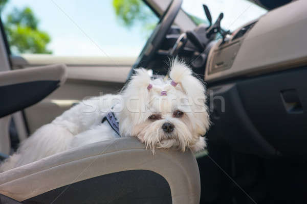 Dog in car Stock photo © Amaviael