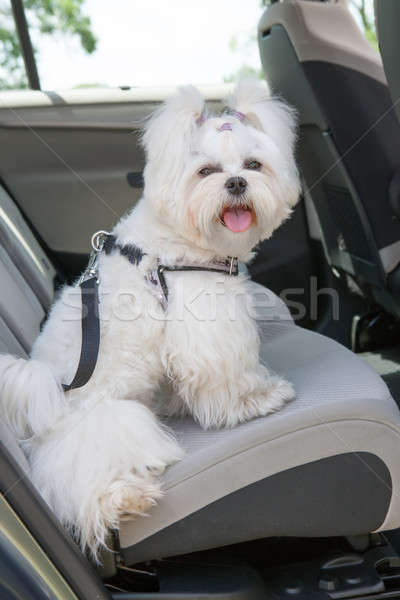 Hond veilig auto vergadering Maakt een reservekopie Stockfoto © Amaviael