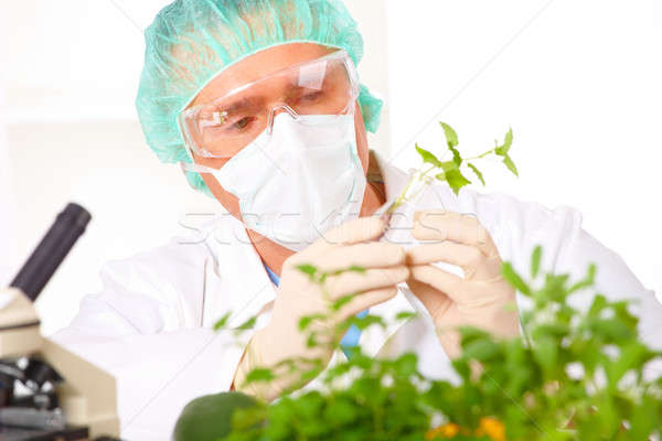 Stock photo: Researcher holding up a GMO vegetable in the laboratory