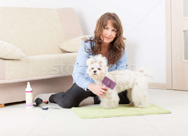 Dog grooming at home Stock photo © Amaviael