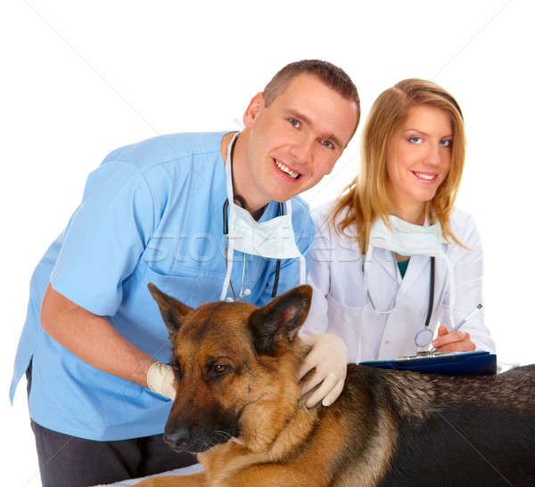 Kettő megvizsgál kutya állatorvos asszisztens izolált Stock fotó © Amaviael