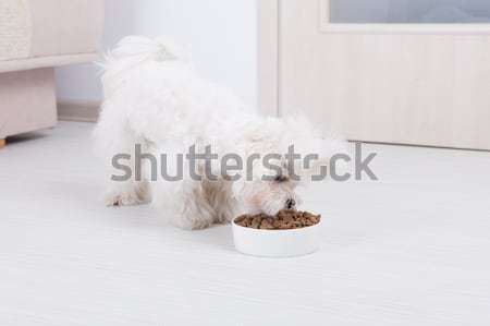 Köpek kuru gıda küçük bekleme yeme Stok fotoğraf © Amaviael