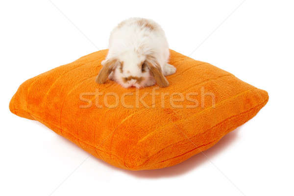 可愛 嬰兒 兔 枕頭 孤立 白 商業照片 © Amaviael