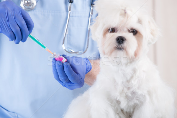 Veterinário cão cliente sorridente vacinação homem Foto stock © Amaviael