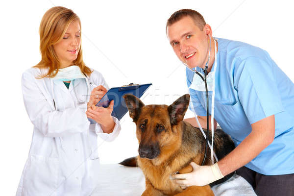 Kettő megvizsgál kutya állatorvos asszisztens izolált Stock fotó © Amaviael