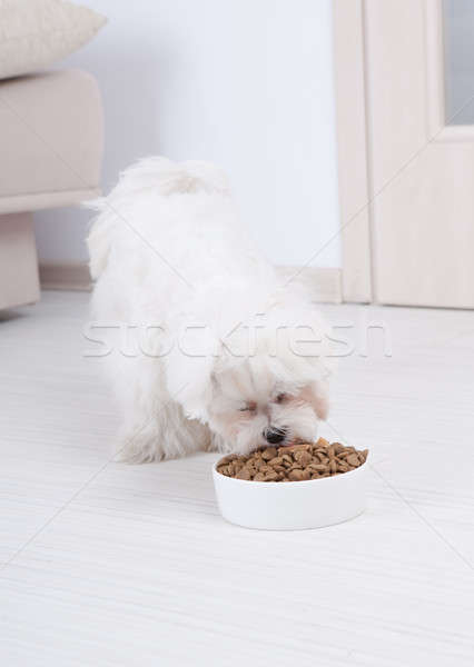 Kutya eszik száraz étel kicsi tál Stock fotó © Amaviael