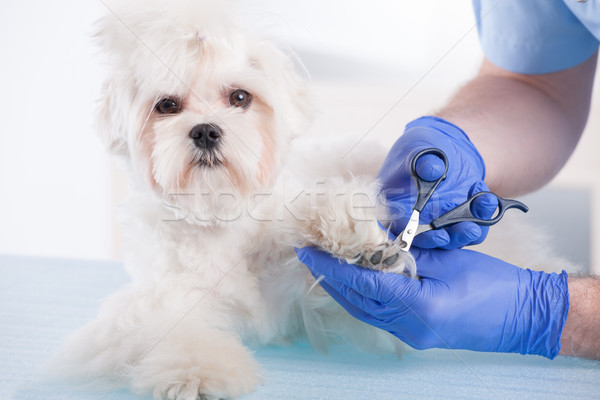 Tierarzt Krallen Hände Haustier Stock foto © Amaviael