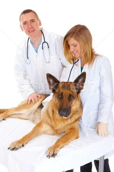Kettő kutya állatorvos asszisztens megvizsgál izolált Stock fotó © Amaviael