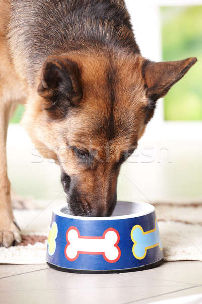 Stock foto: Hund · Essen · Schäfer · trinken · Schüssel · gemalt
