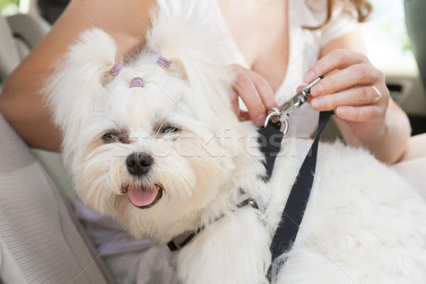 Perro segura coche propietario seguridad correa Foto stock © Amaviael