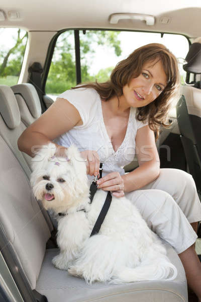 Dog safe in the car Stock photo © Amaviael