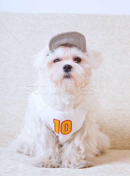 Cute Maltese Stock photo © Amaviael