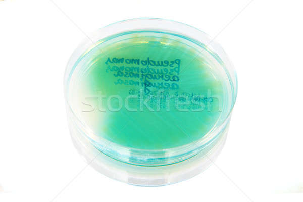 Bacteria placa aislado blanco vidrio salud Foto stock © Amaviael